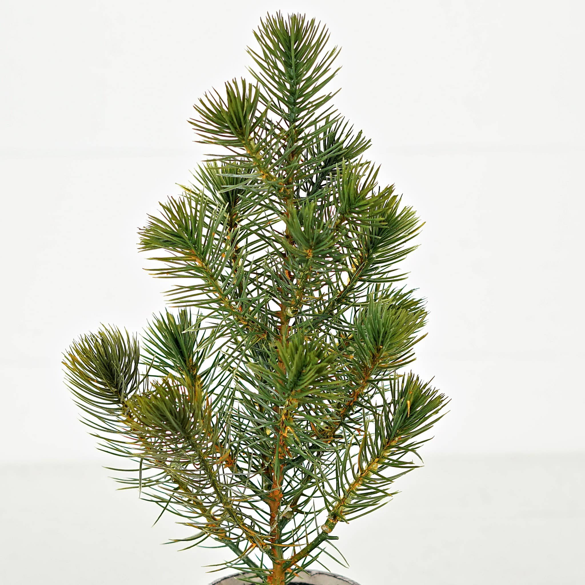 ISB72098 - 12inH Sierra Pine Mini Tree on Pot - HER Home Design Boutique
